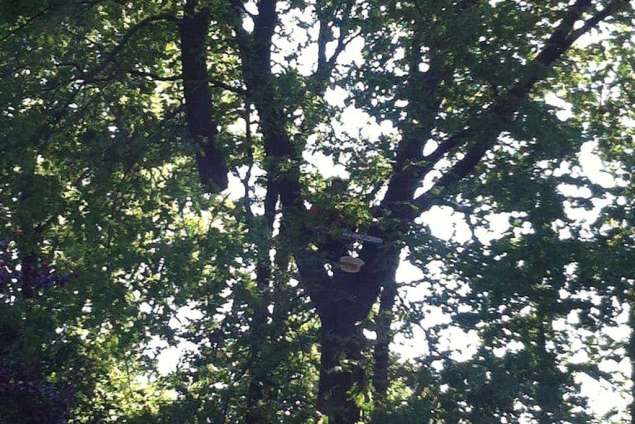 kappen van eiken bomen in Vught